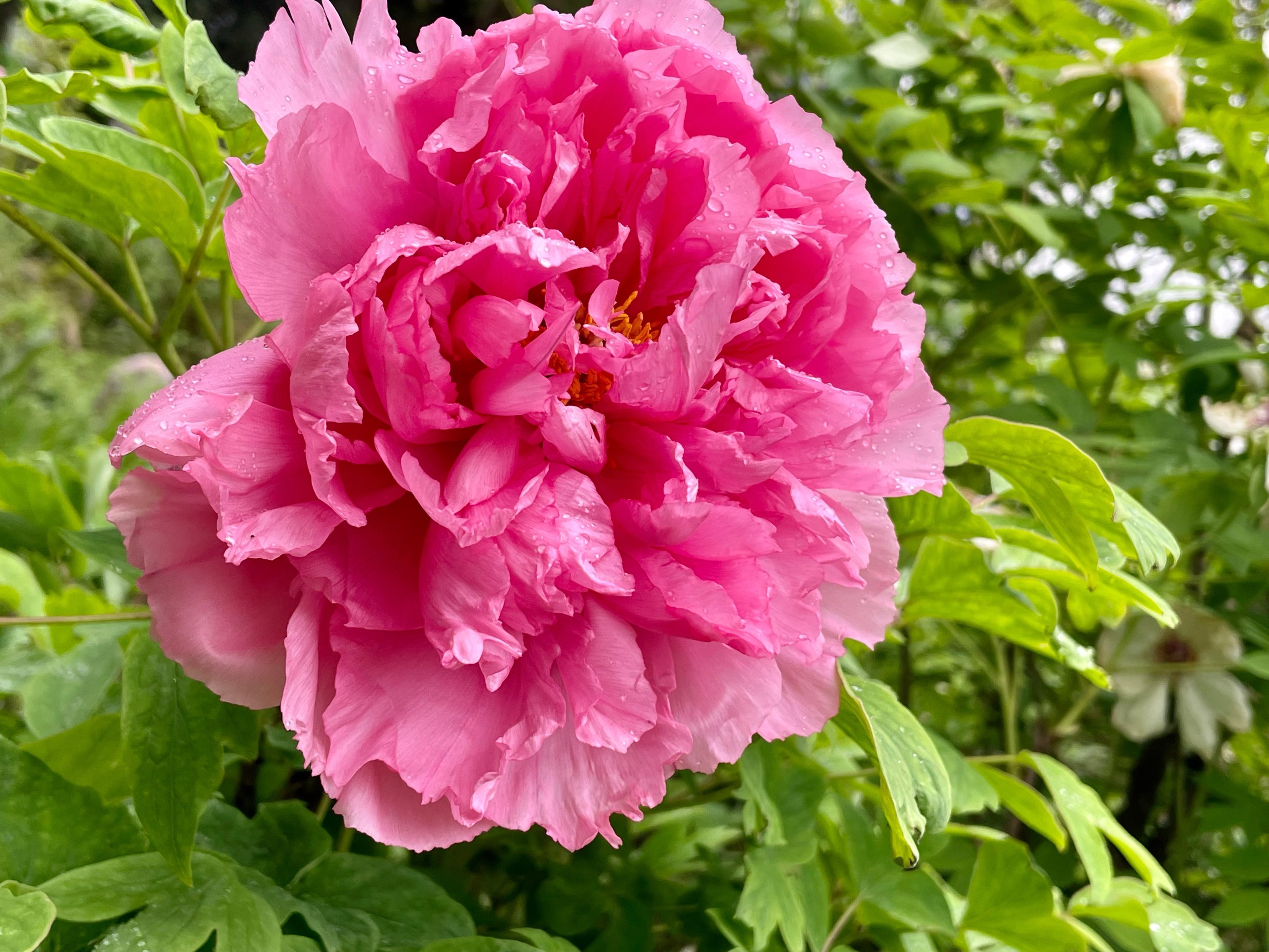 “唯有牡丹真国色”，联通5G陪你赏花到菏泽