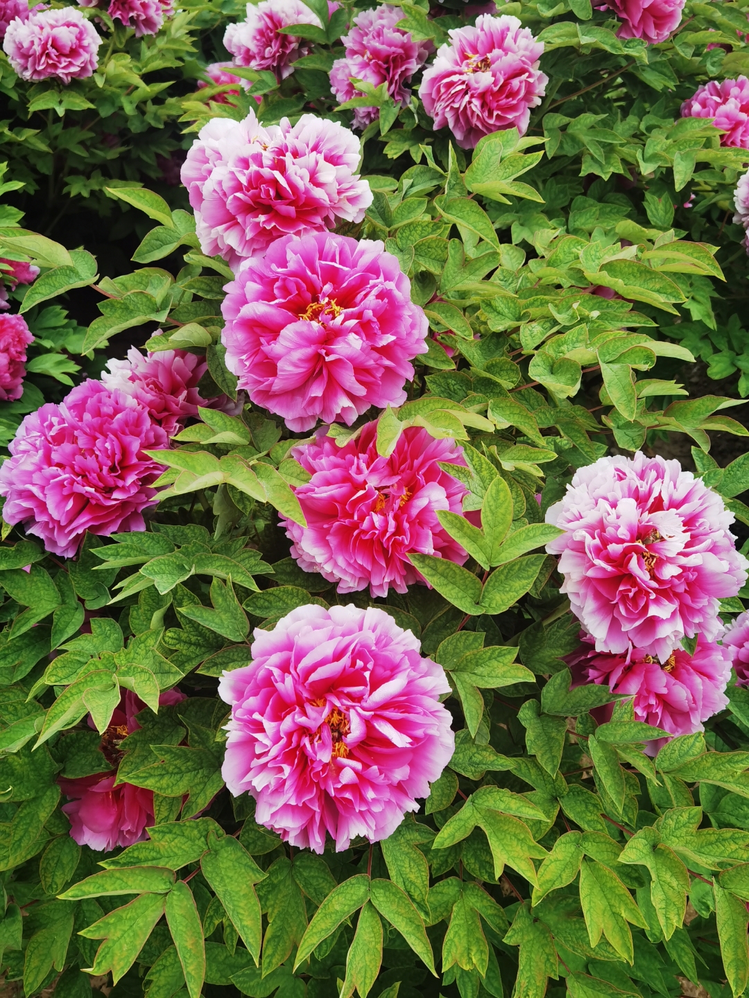 “唯有牡丹真国色”，联通5G陪你赏花到菏泽