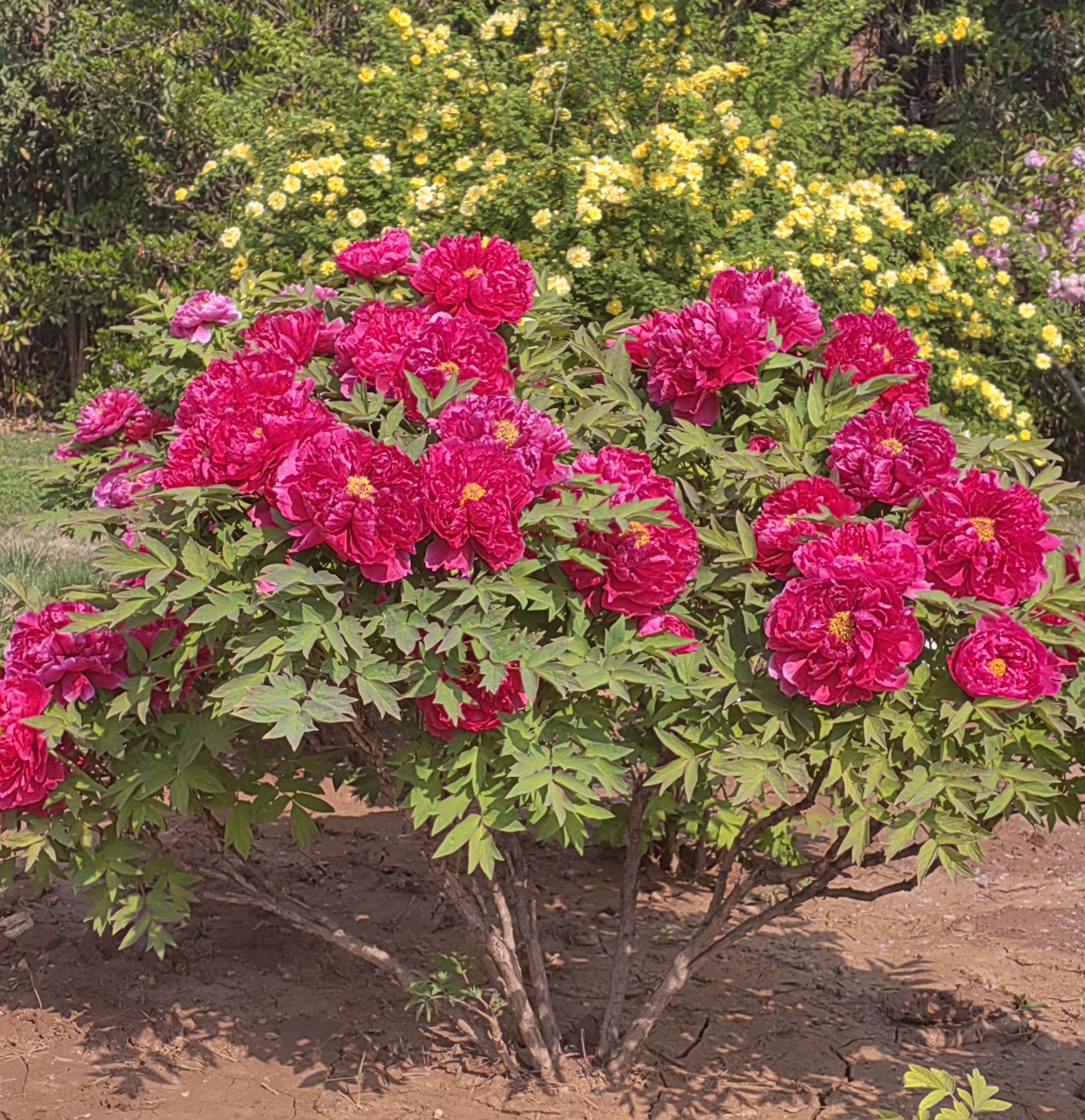 “唯有牡丹真国色”，联通5G陪你赏花到菏泽