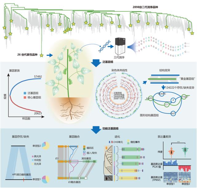 我国科学家成功绘制“野生稻-栽培稻泛基因组图谱”