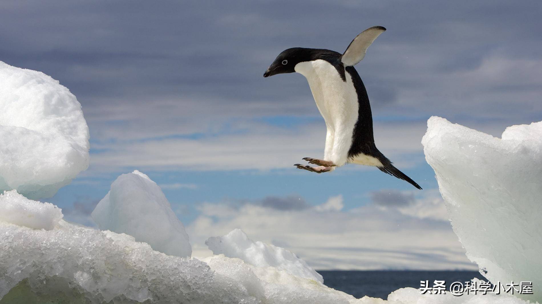 我国科学家研究证实：南极大陆整体呈现显著增温趋势