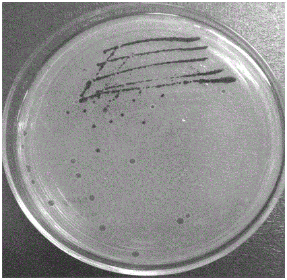 晶瑞电材获得发明专利授权：“一种过氧化氢的提纯方法”