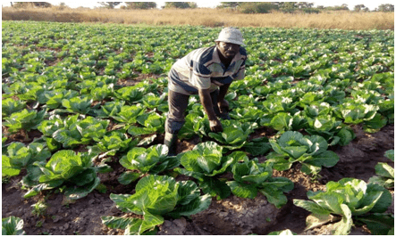加纳政府计划推进油棕种植