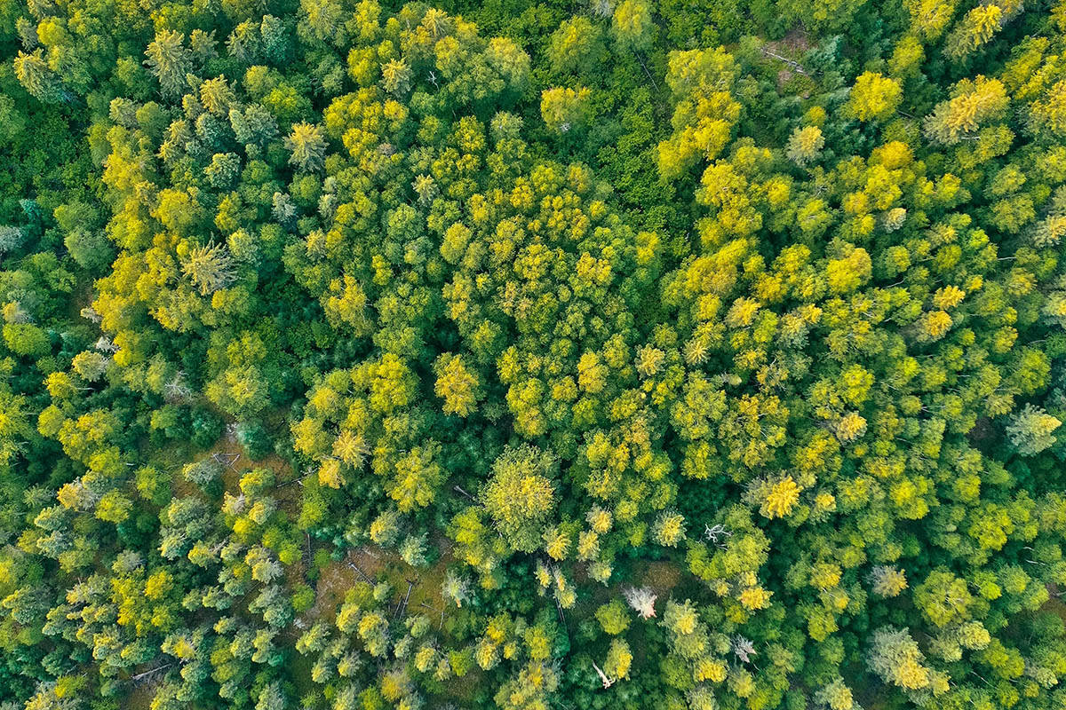 农发行发行首只支持国家储备林建设主题绿色债券