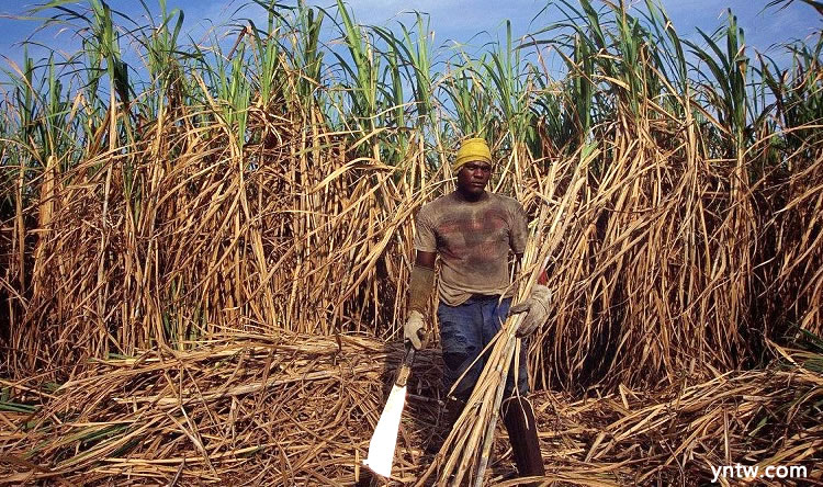 古巴农业集团力推粮食增产