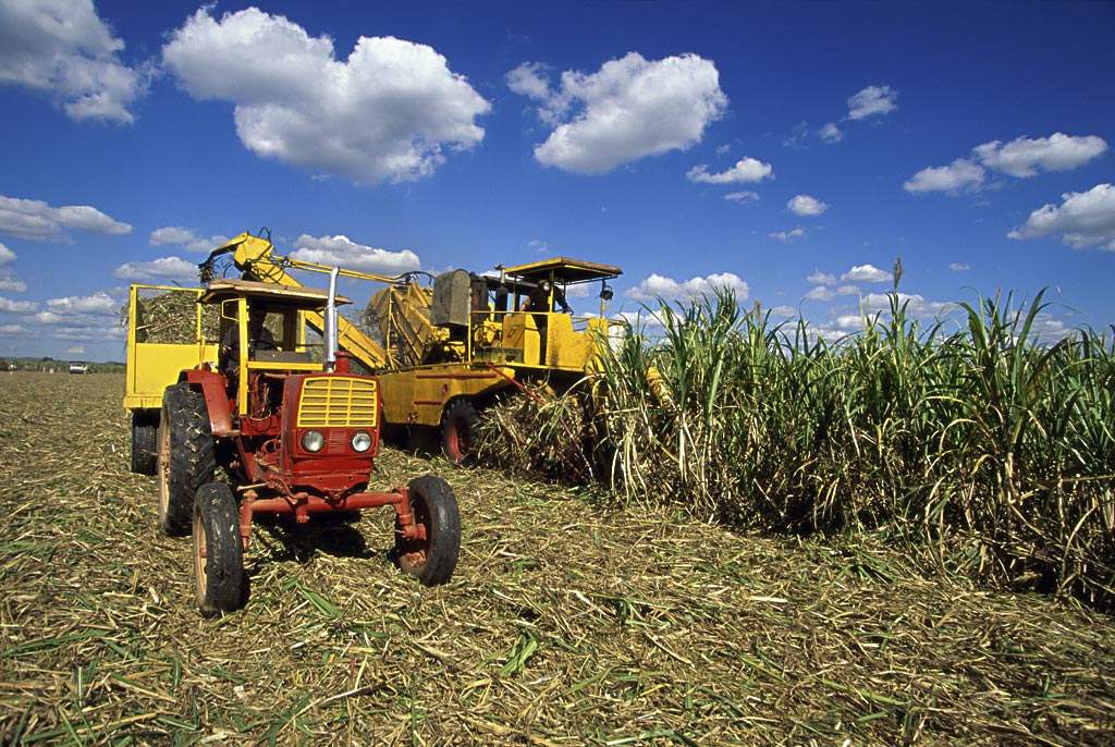 古巴农业集团力推粮食增产