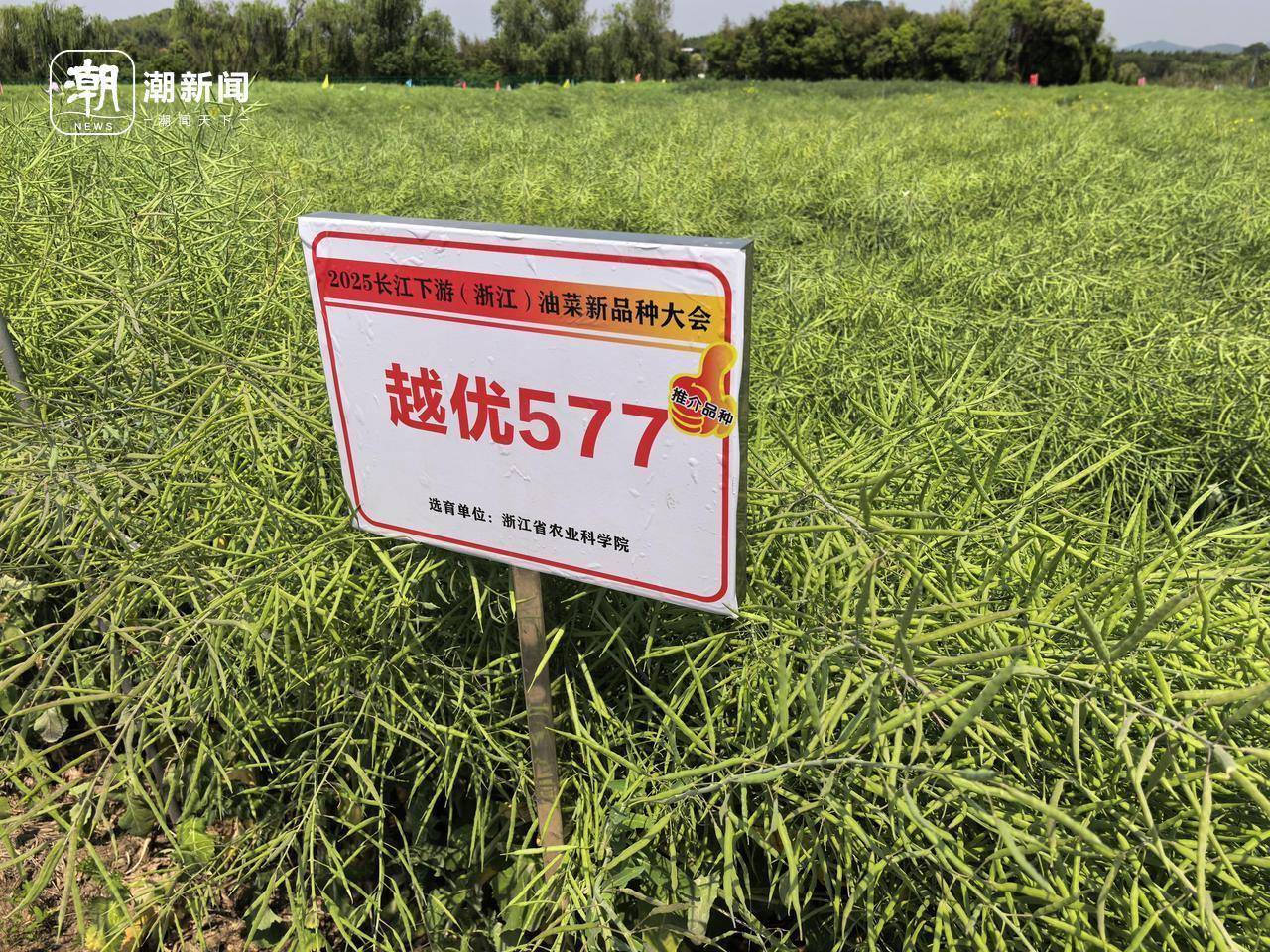 中国农科院良种良技助力油菜增产