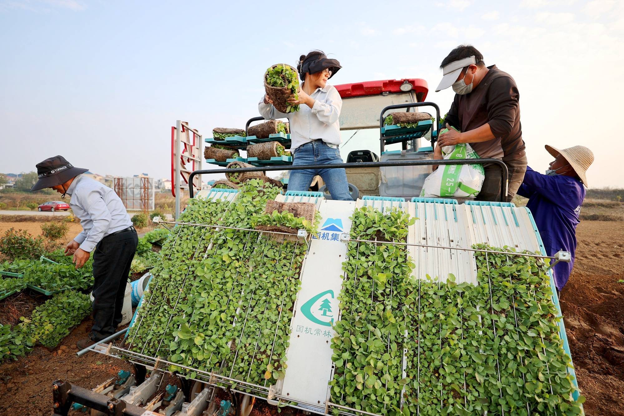 中国农科院良种良技助力油菜增产