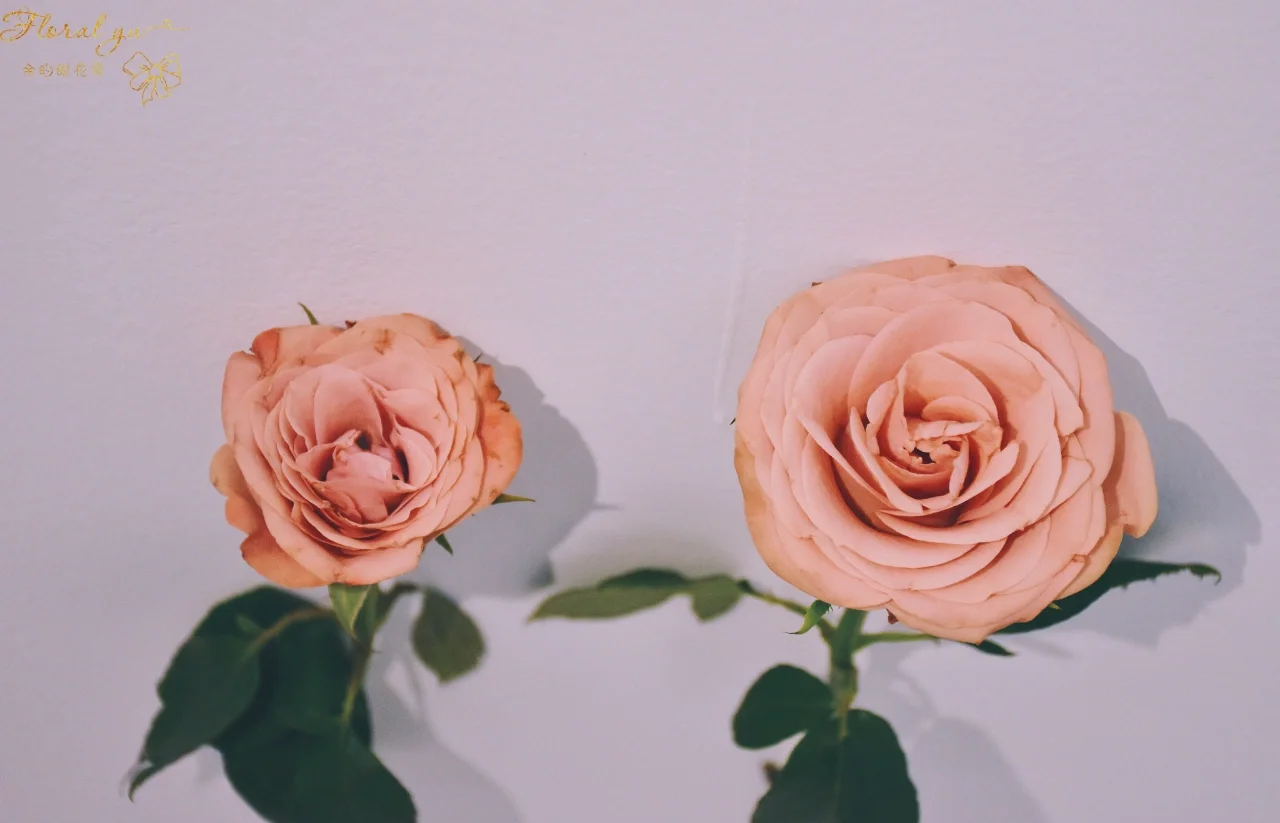 新研究揭示玫瑰花瓣独特卷曲形态背后的几何奥秘