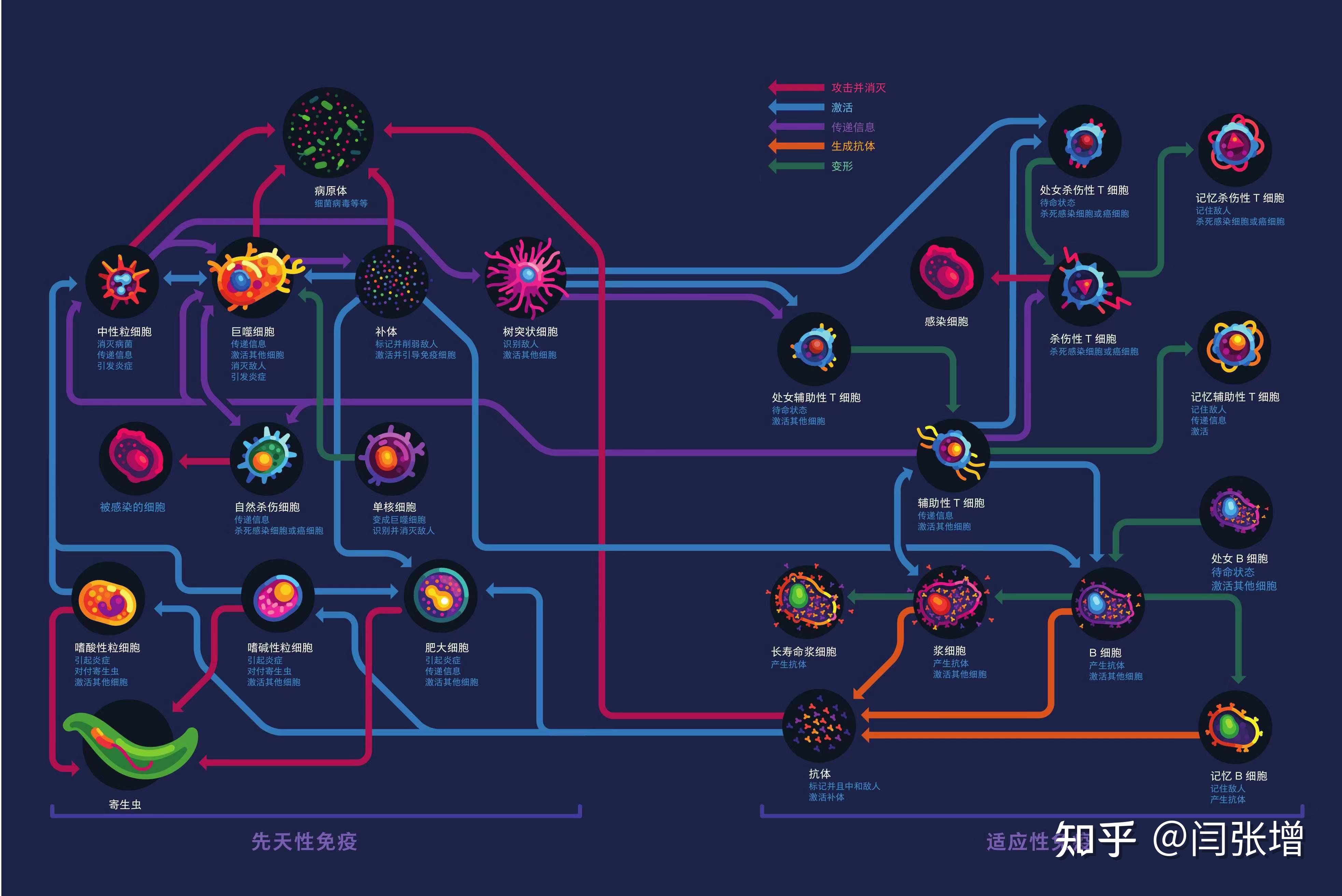 研究发现疟原虫躲避人体免疫系统新线索
