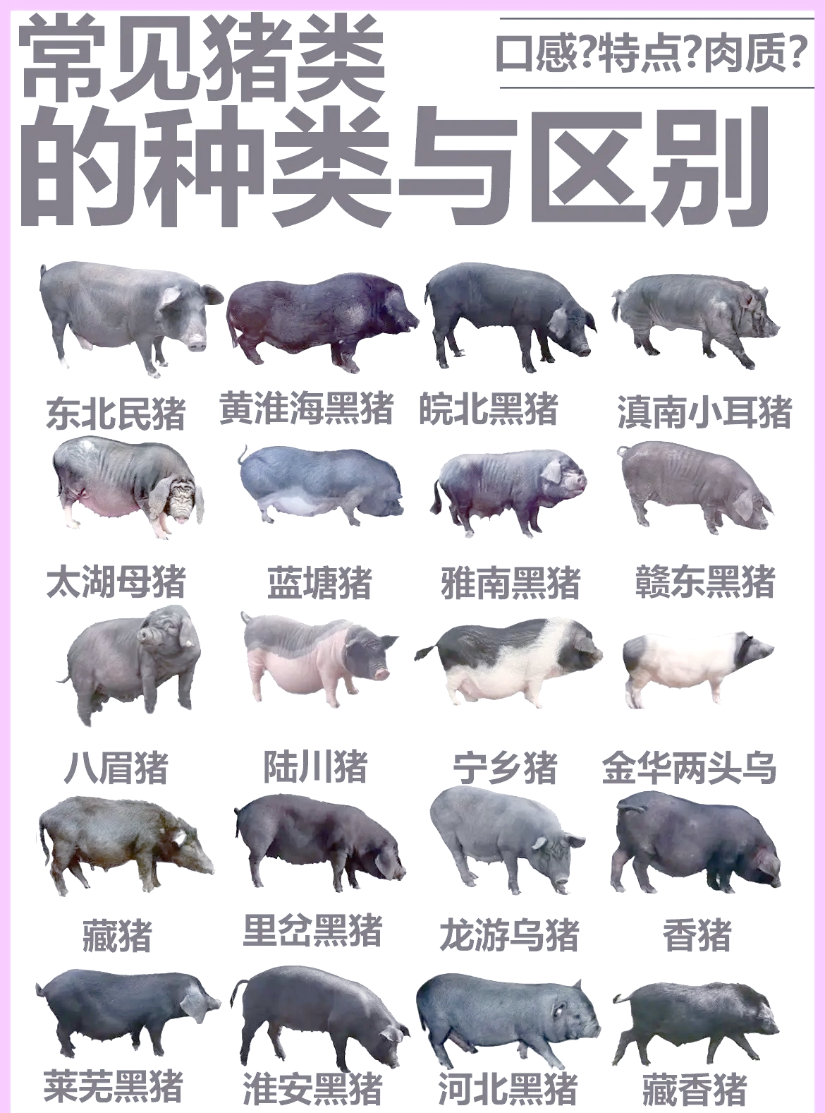 新华鲜报｜万物共生！中国生物多样性保护“给力”