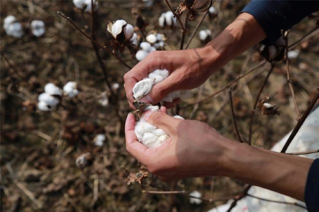 *ST星农获得发明专利授权：“输棉管路结构、气动式棉花采集输送系统和棉花采摘设备”
