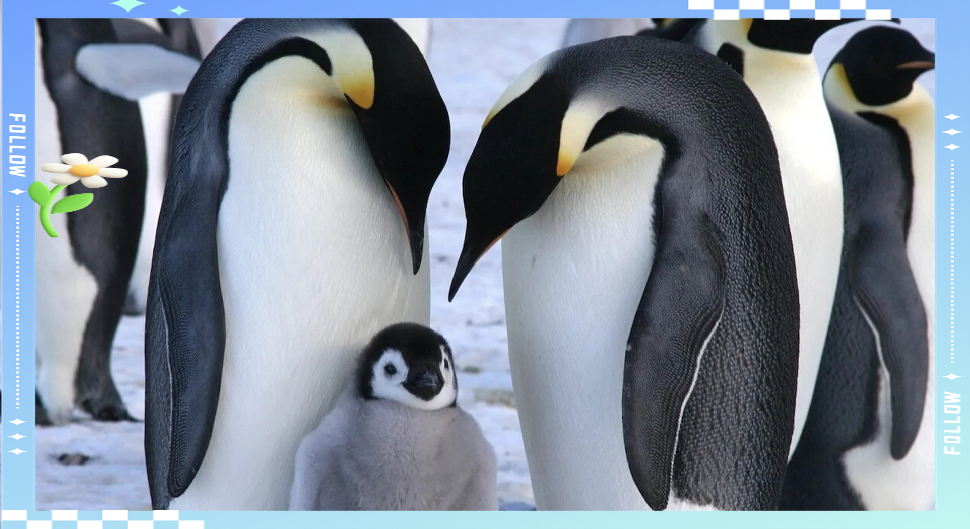 卫星图像显示南极局地帝企鹅数量减少超出预期