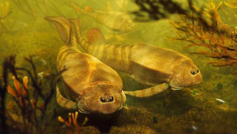 远古发现丨我国科学家领衔发现约1亿年前“僵尸昆虫”