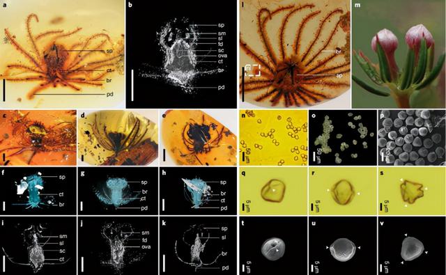 远古发现丨我国科学家领衔发现约1亿年前“僵尸昆虫”