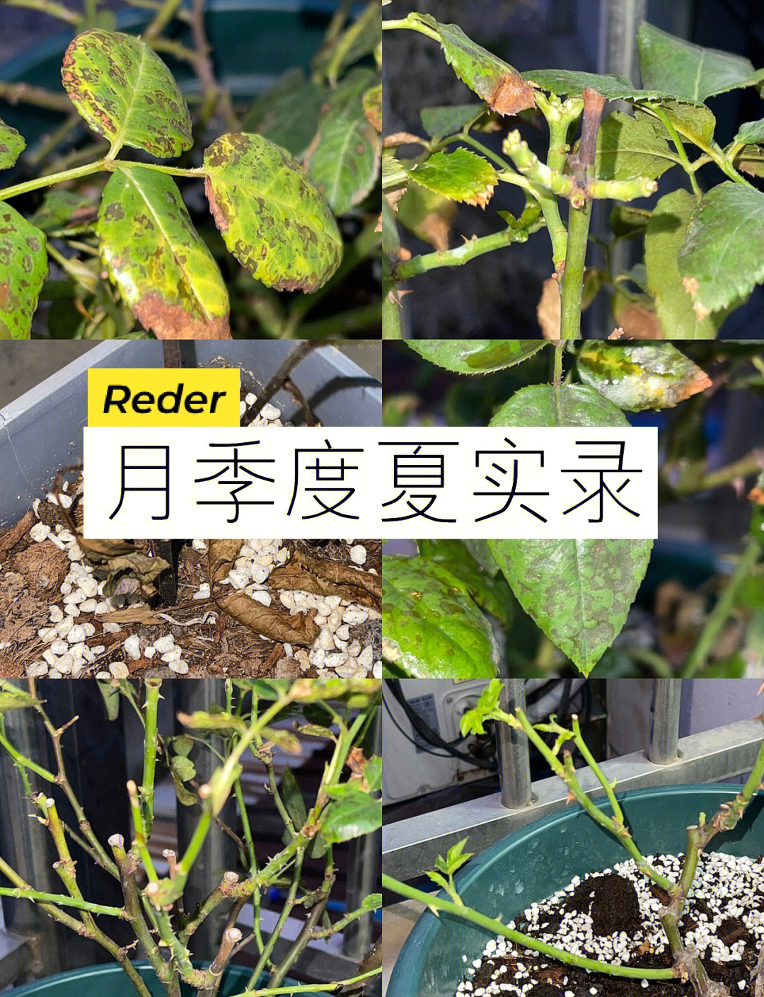 我国科学家发现“红蜘蛛”害螨的抗逆性“铠甲”