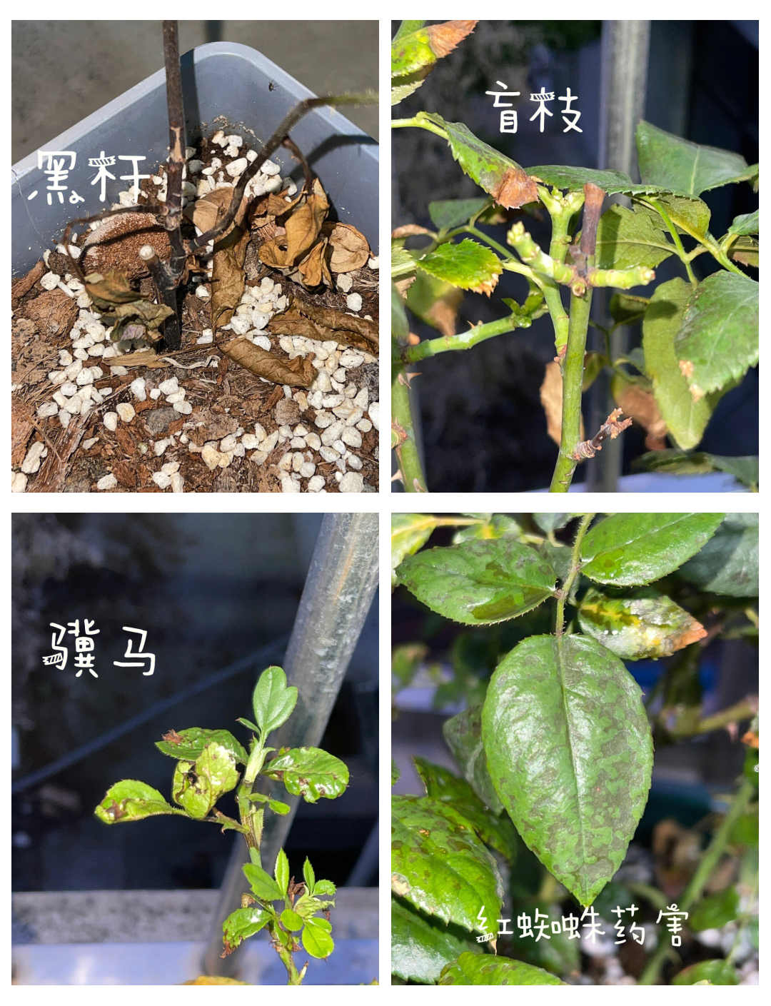 我国科学家发现“红蜘蛛”害螨的抗逆性“铠甲”