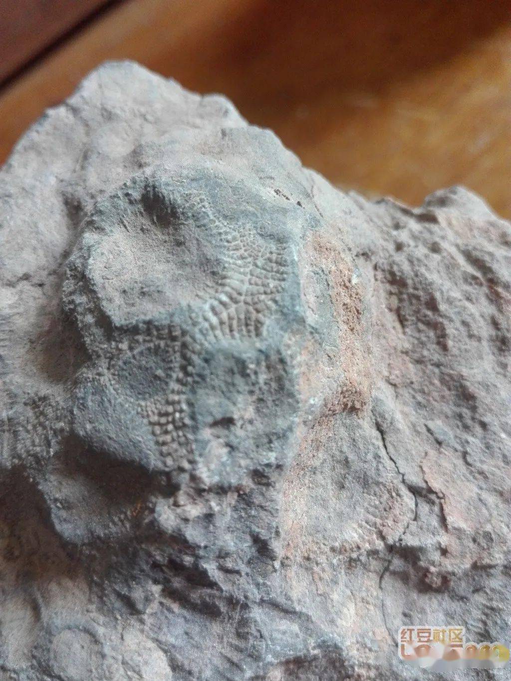 远古珊瑚化石警示未来海平面可能骤然上升