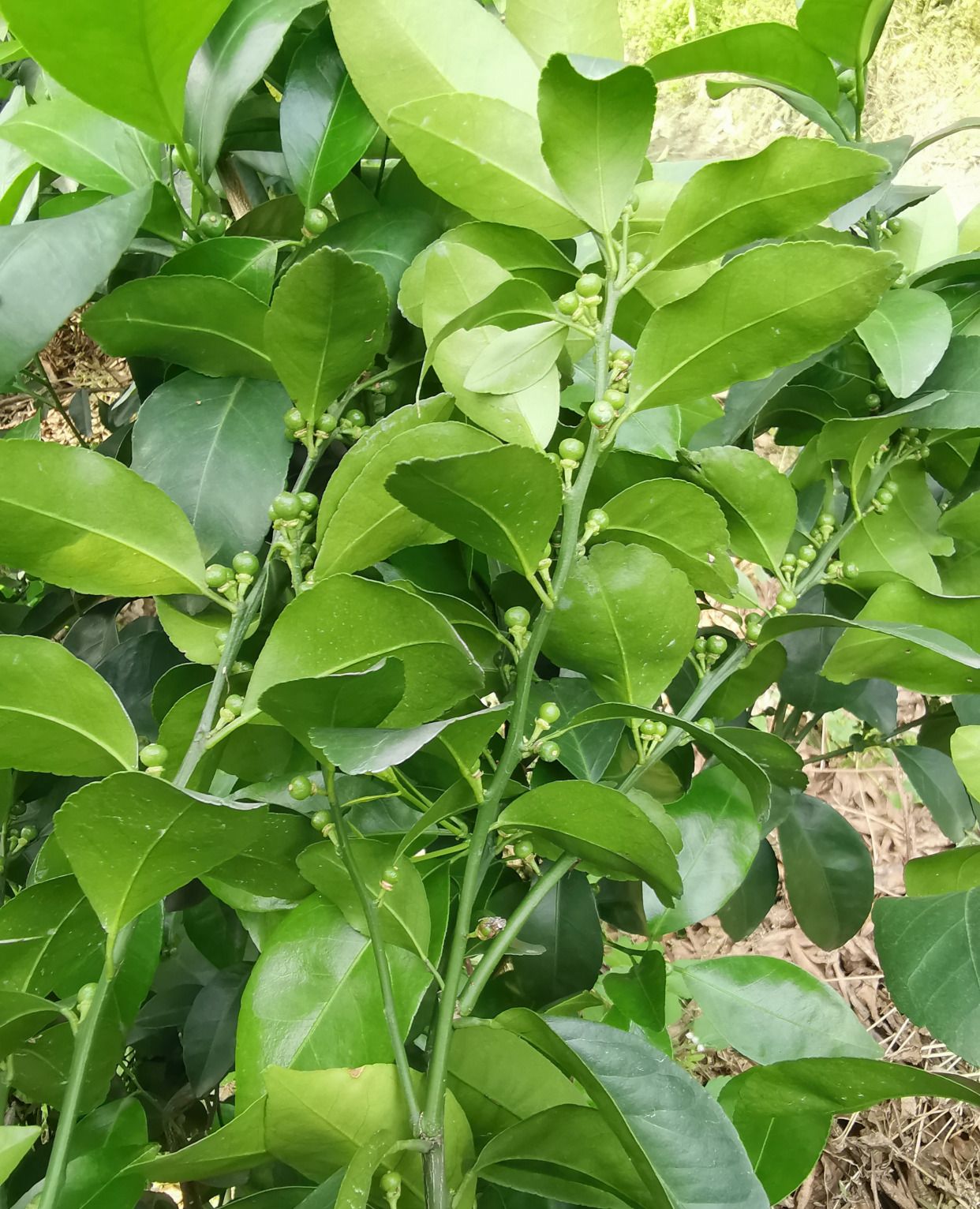 德庆冠旭获省级点赞，打造绿美广东建设的绿色工业样板