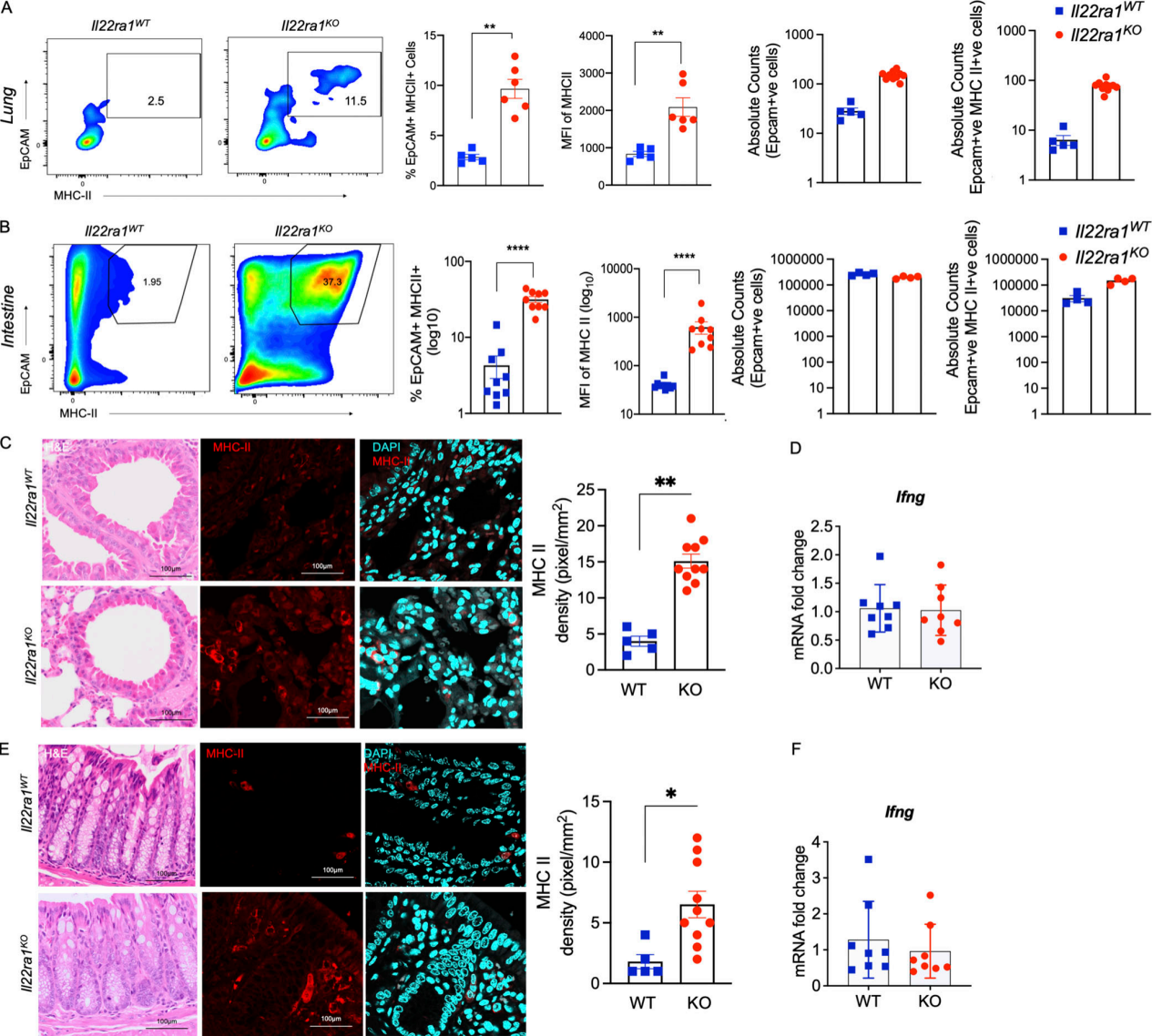研究说一种趋化因子有望用于优化人造血液生产