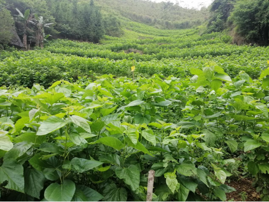 京蒙协作助力科尔沁草原提升产业“含科量”