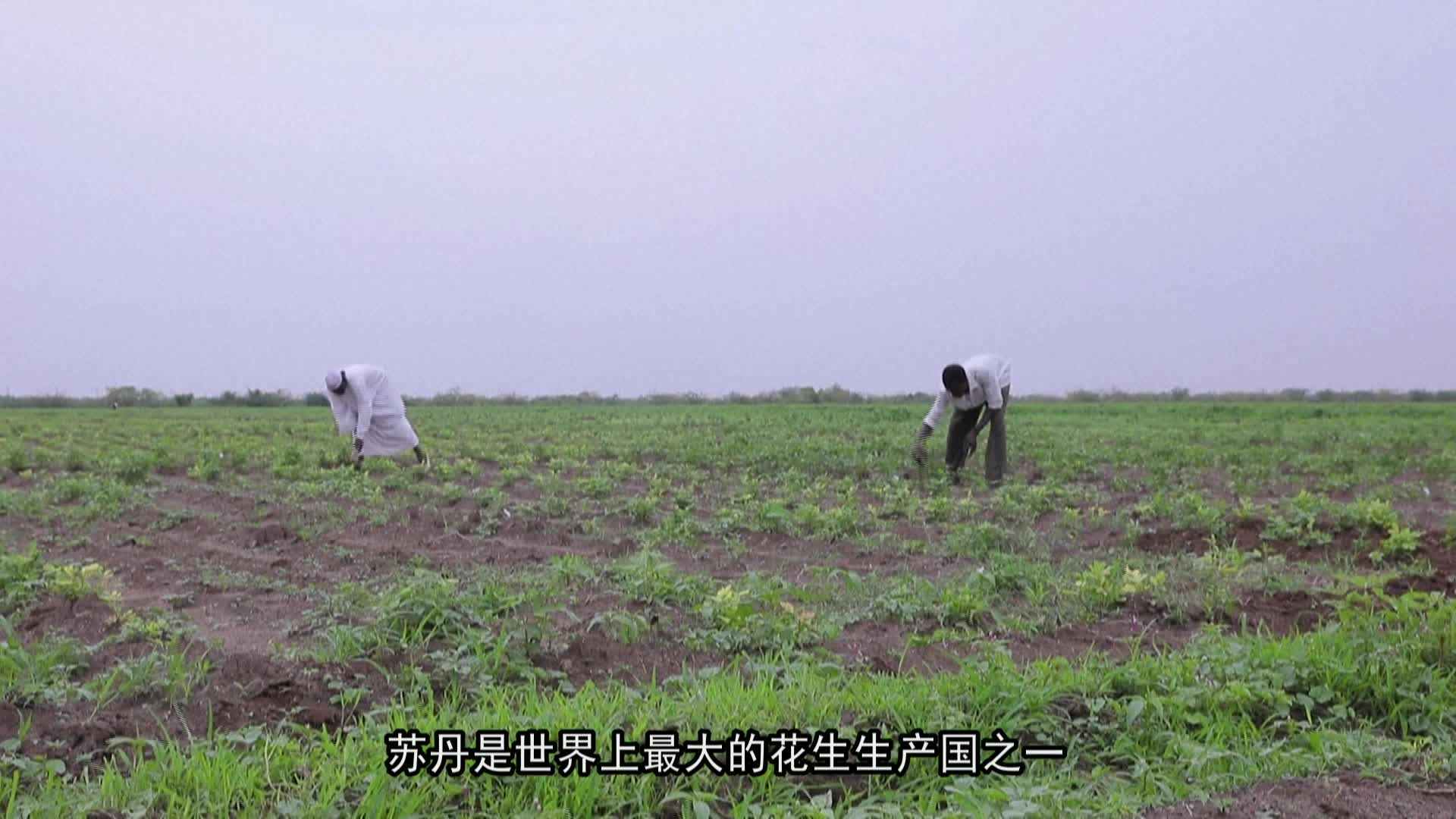 苏丹的特色出口产品
