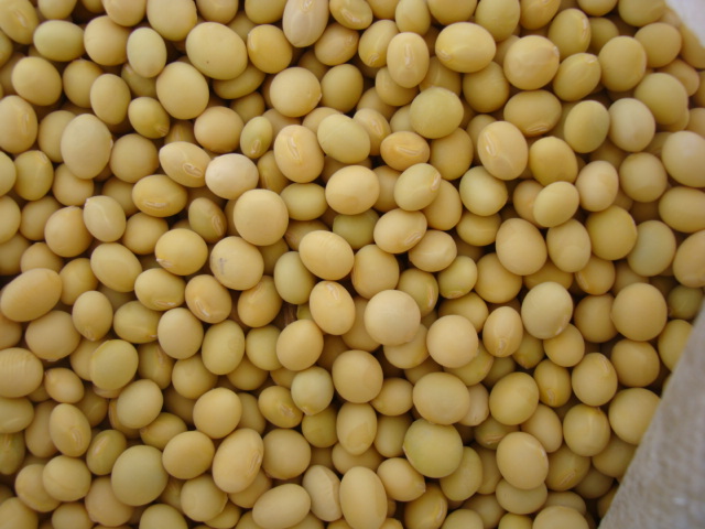 我国科学家发现大豆种子油蛋比调控关键基因