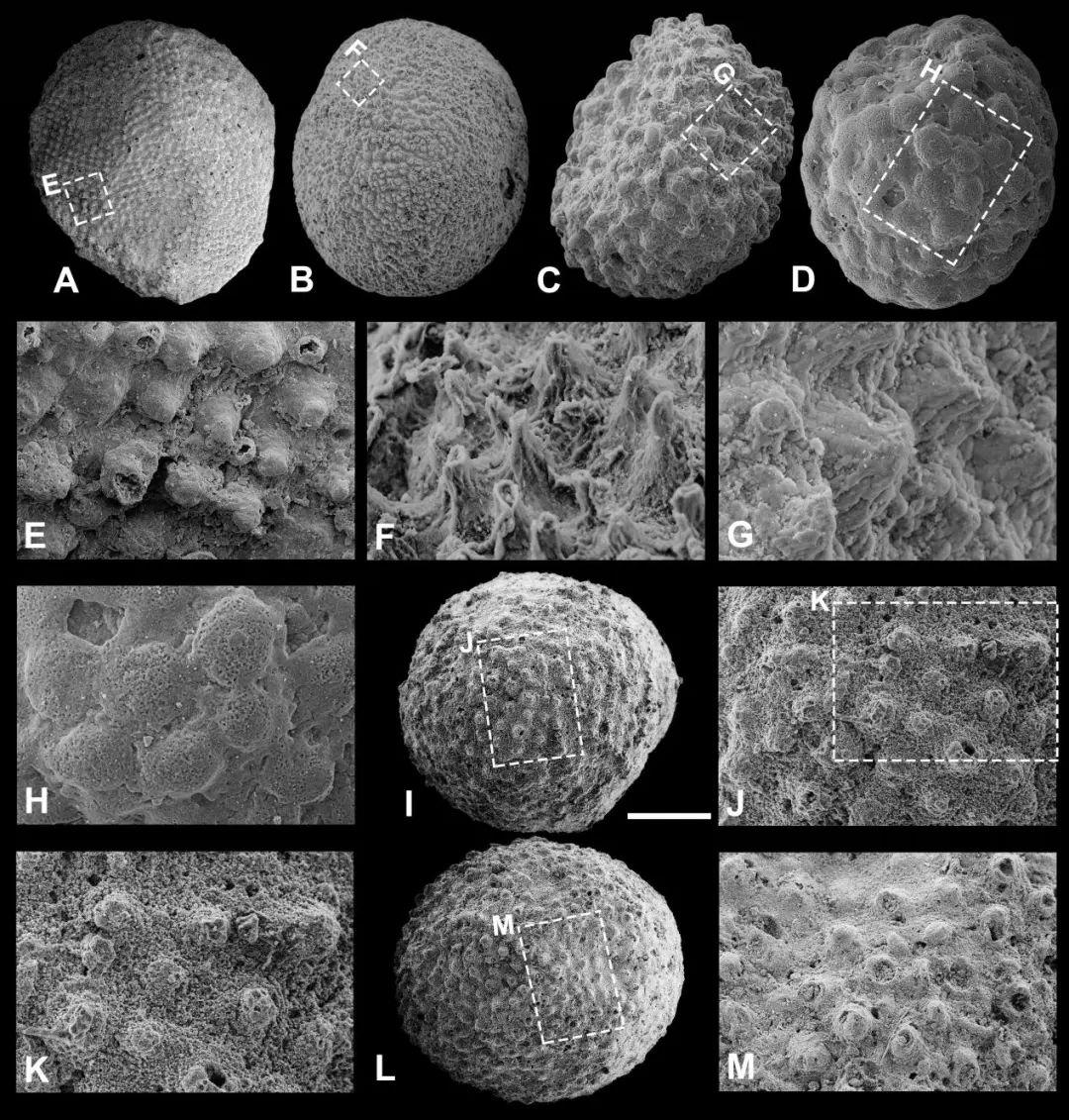 寒武纪小壳化石保存之谜揭开