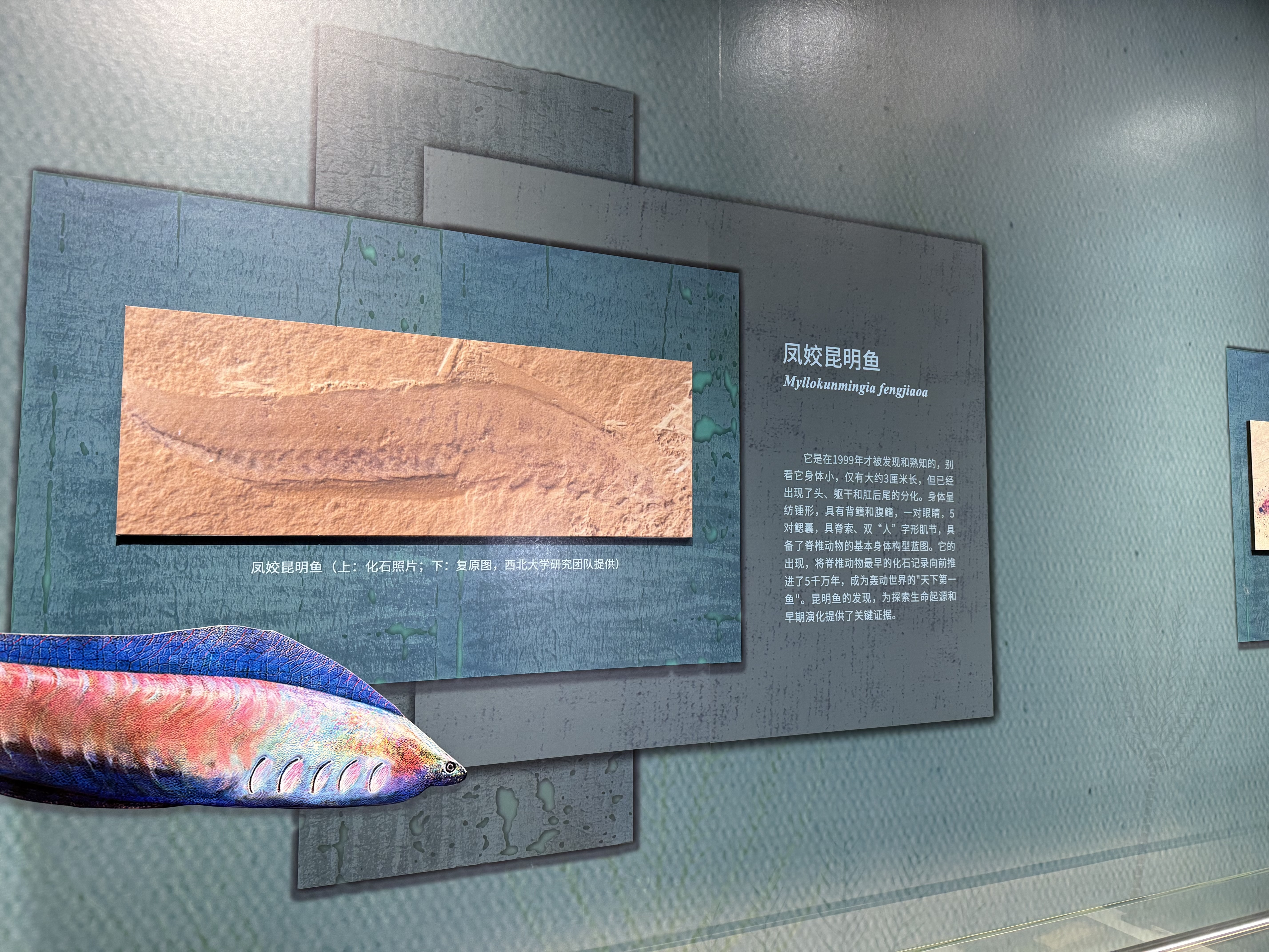 寒武纪小壳化石保存之谜揭开