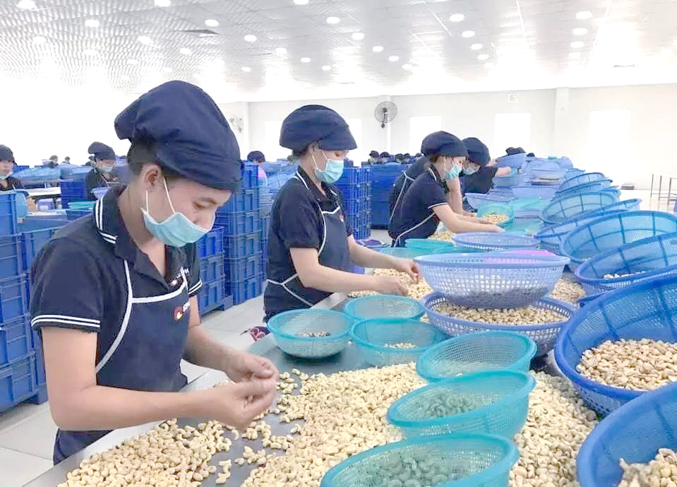 中国成为越南腰果第一大出口市场