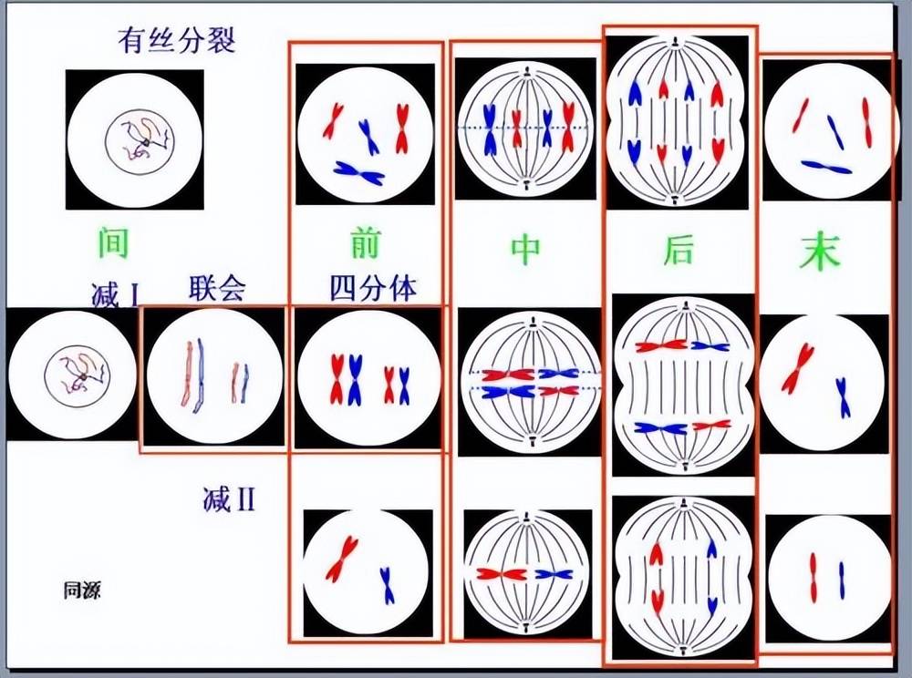 科学与健康｜何以衰老？“人体衰老蛋白质图谱”揭开密码