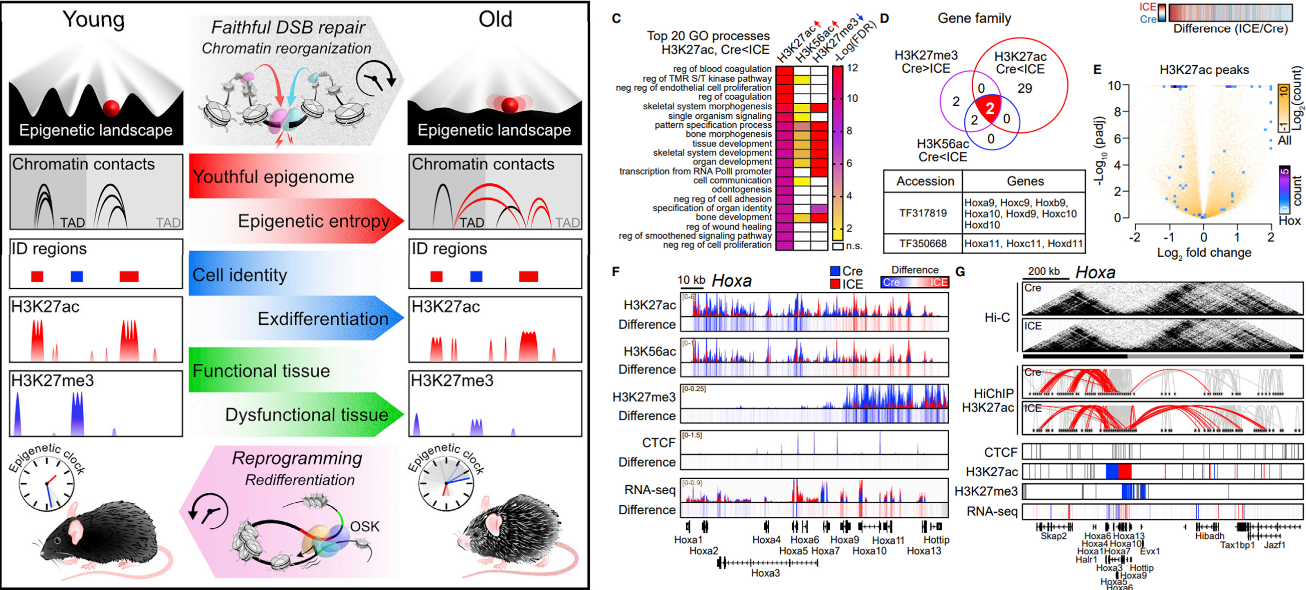 科学与健康｜何以衰老？“人体衰老蛋白质图谱”揭开密码