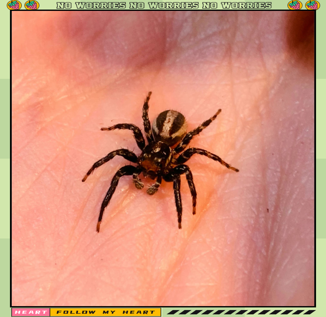 江西发现新物种婺源合跳蛛