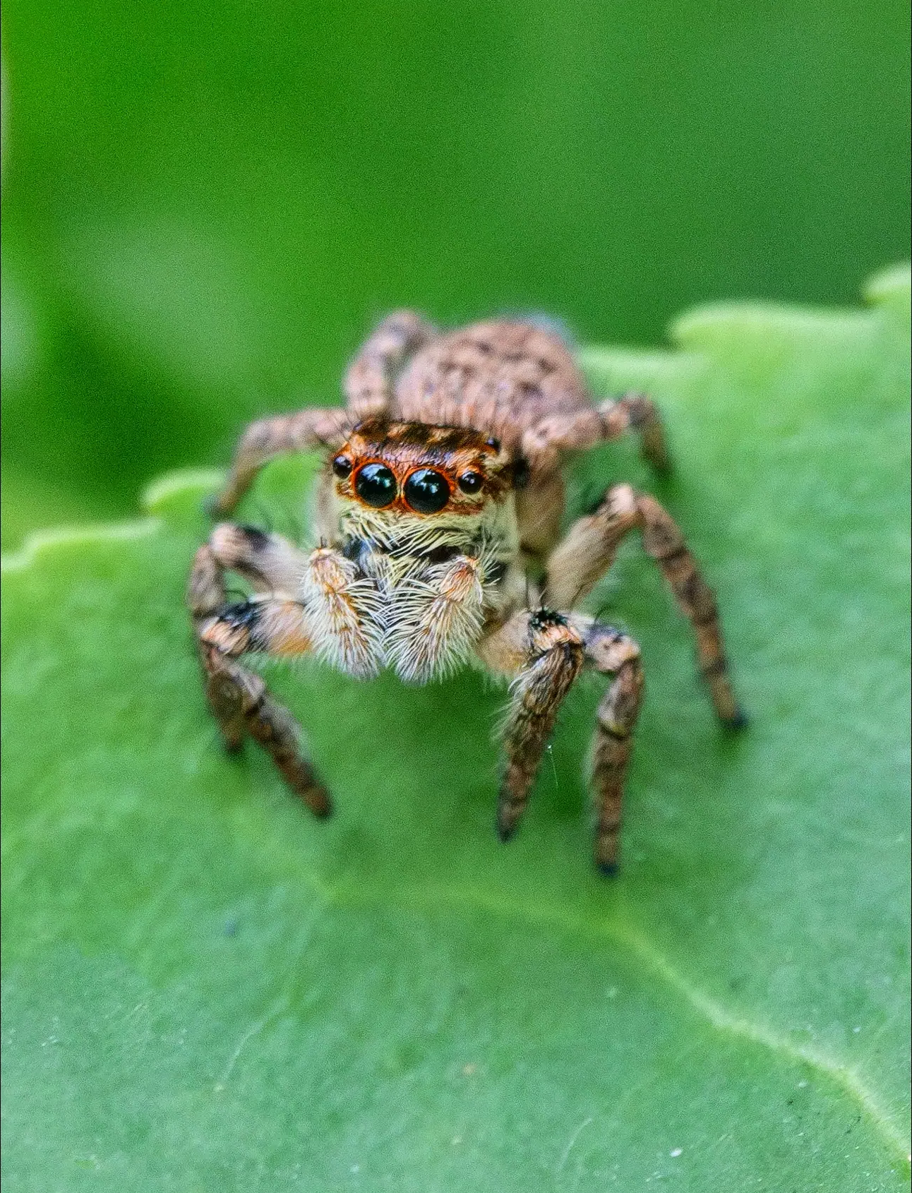 江西发现新物种婺源合跳蛛