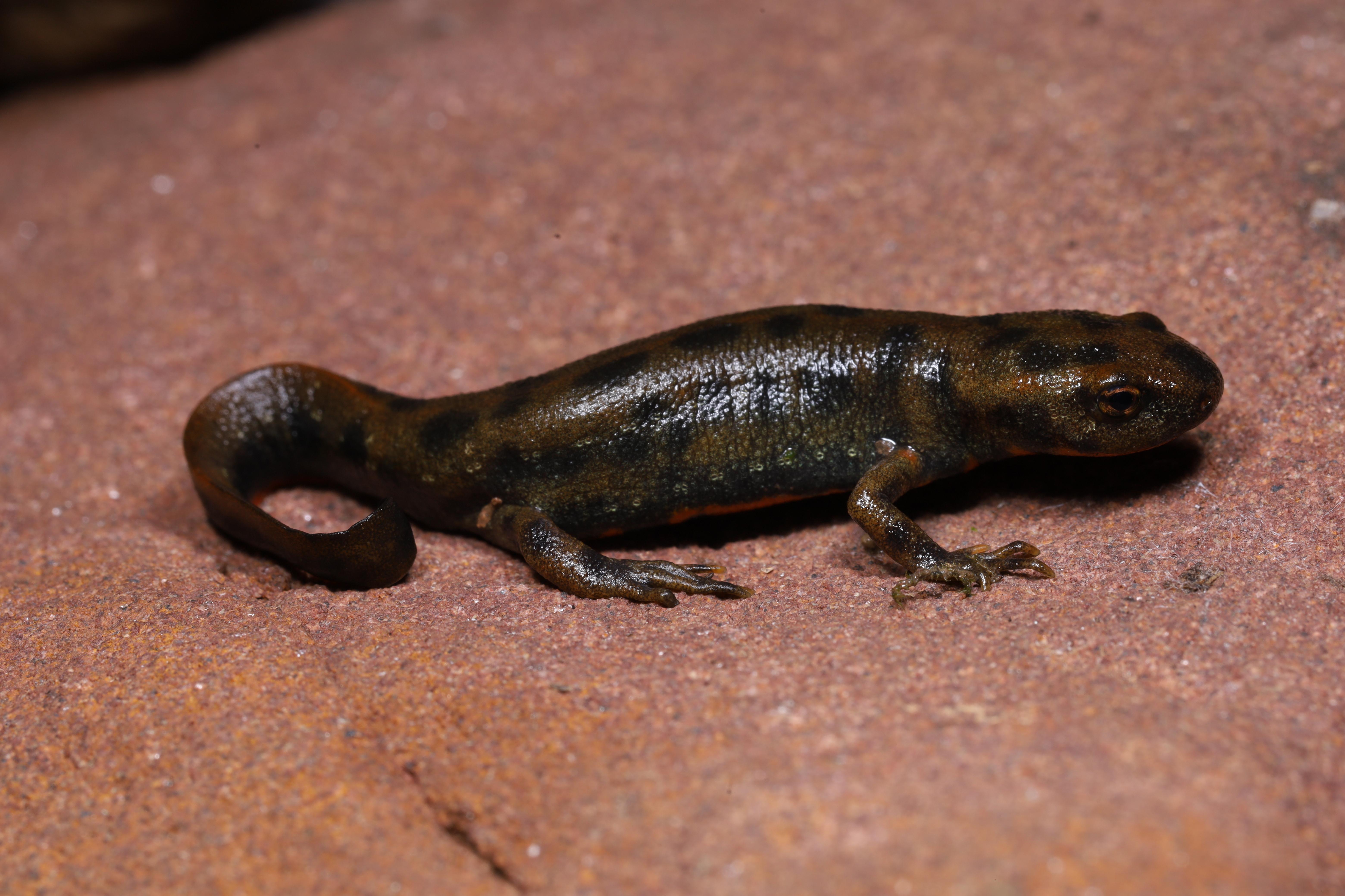 江西发现新物种婺源合跳蛛