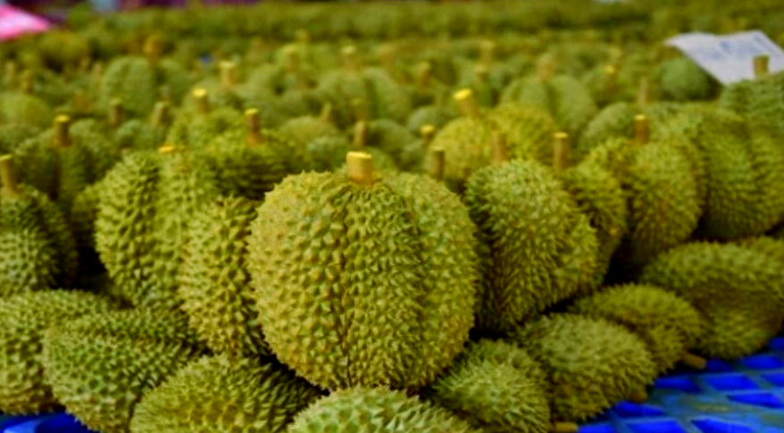 泰国春蓬府榴莲价格“暴跌”