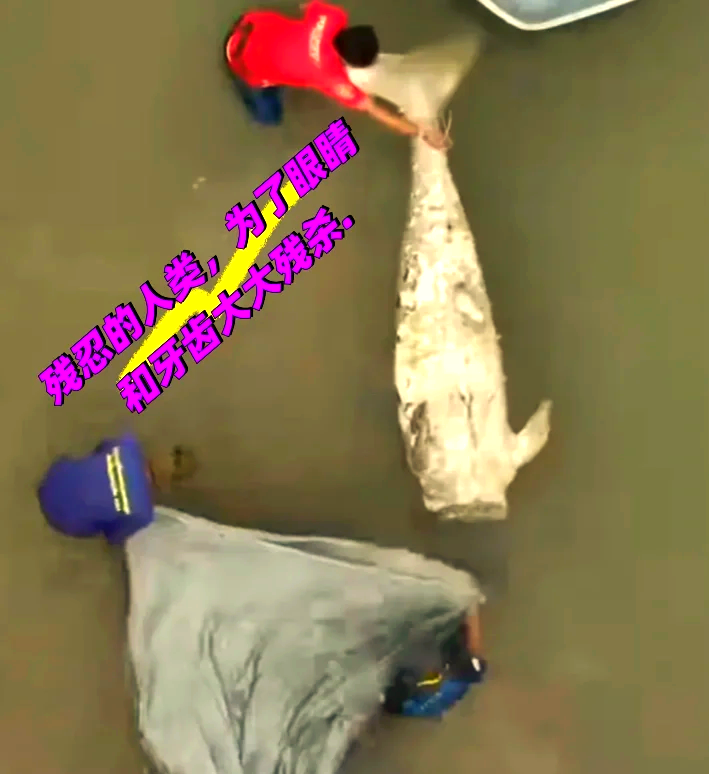 科研人员在南沙群岛永暑礁近岸海域发现“美人鱼”儒艮活动