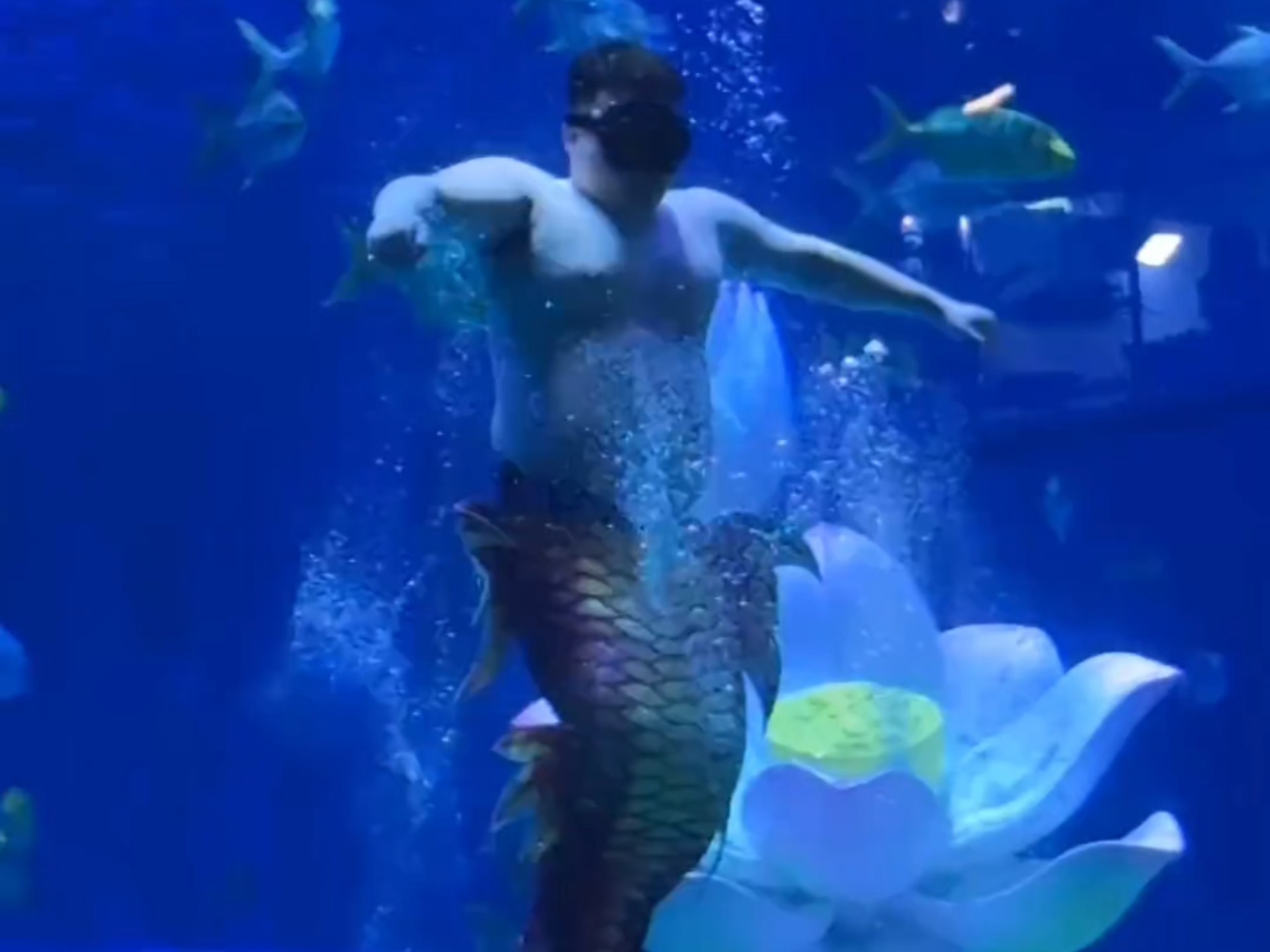 科研人员在南沙群岛永暑礁近岸海域发现“美人鱼”儒艮活动