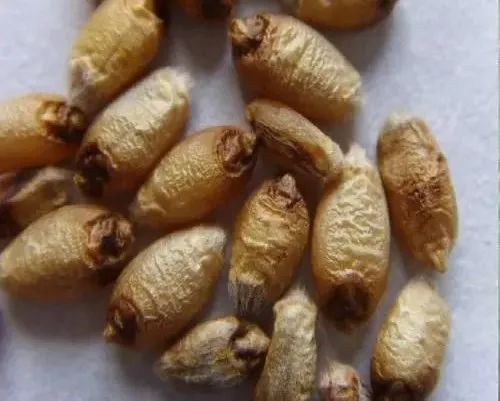 科普丨罕见 “黑月” 即将来临，它究竟是怎么回事