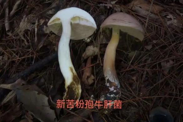 科普丨罕见 “黑月” 即将来临，它究竟是怎么回事