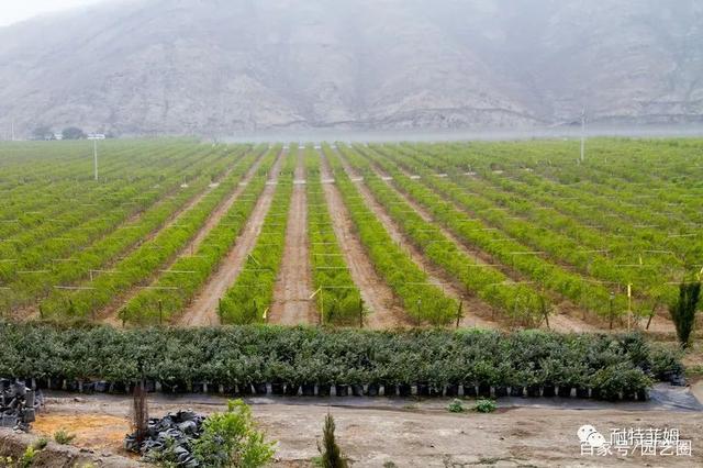 摩洛哥蓝莓出口跃居世界前列