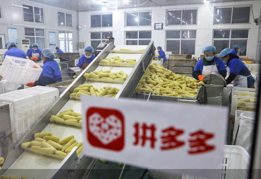 2025全球农创客大赛结果揭晓，拼多多搭建全球青年农业科学家交流桥梁