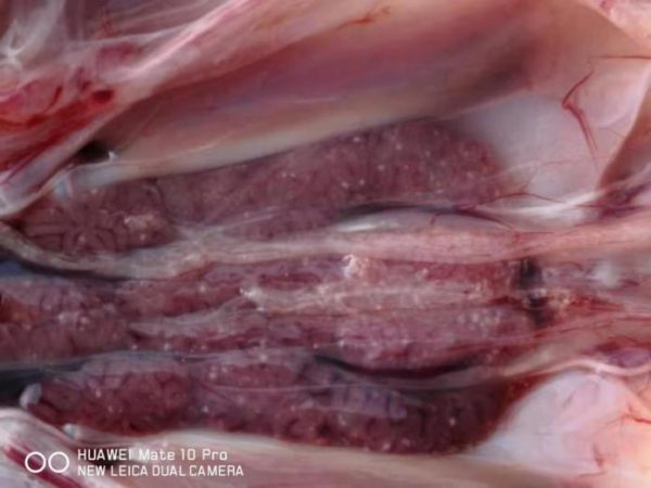 研究揭示一种抗真菌药如何对抗蝙蝠呼肠孤病毒