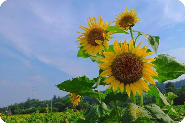 “新华较真”获广播电视和网络视听人工智能应用创新大赛一等奖