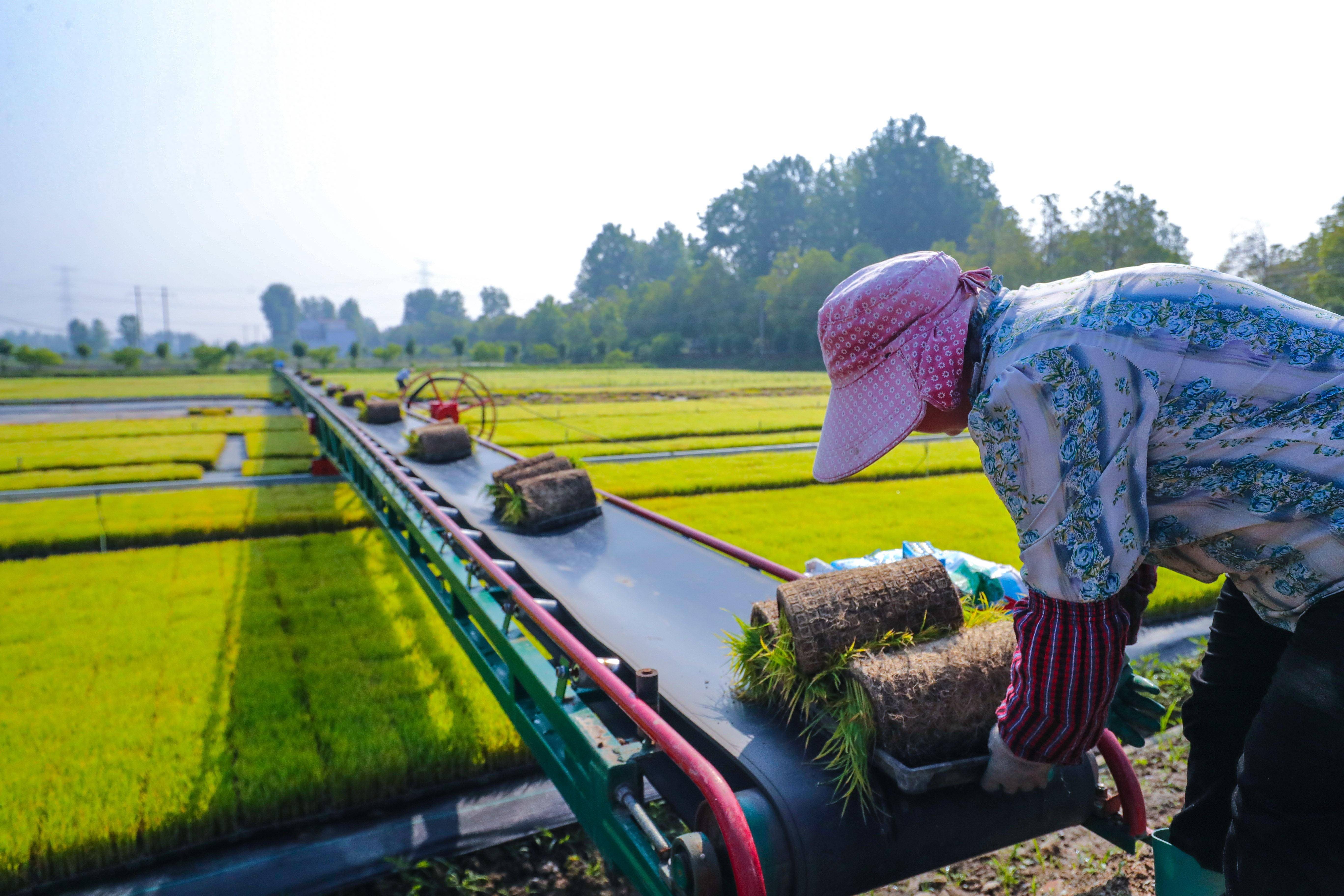 新华视点丨金秋农忙庆丰收 科技赋能助力乡村振兴