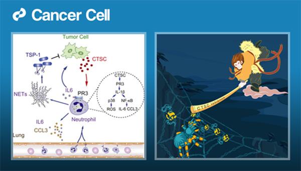 新研究发现或可通过呼气检测查肝病