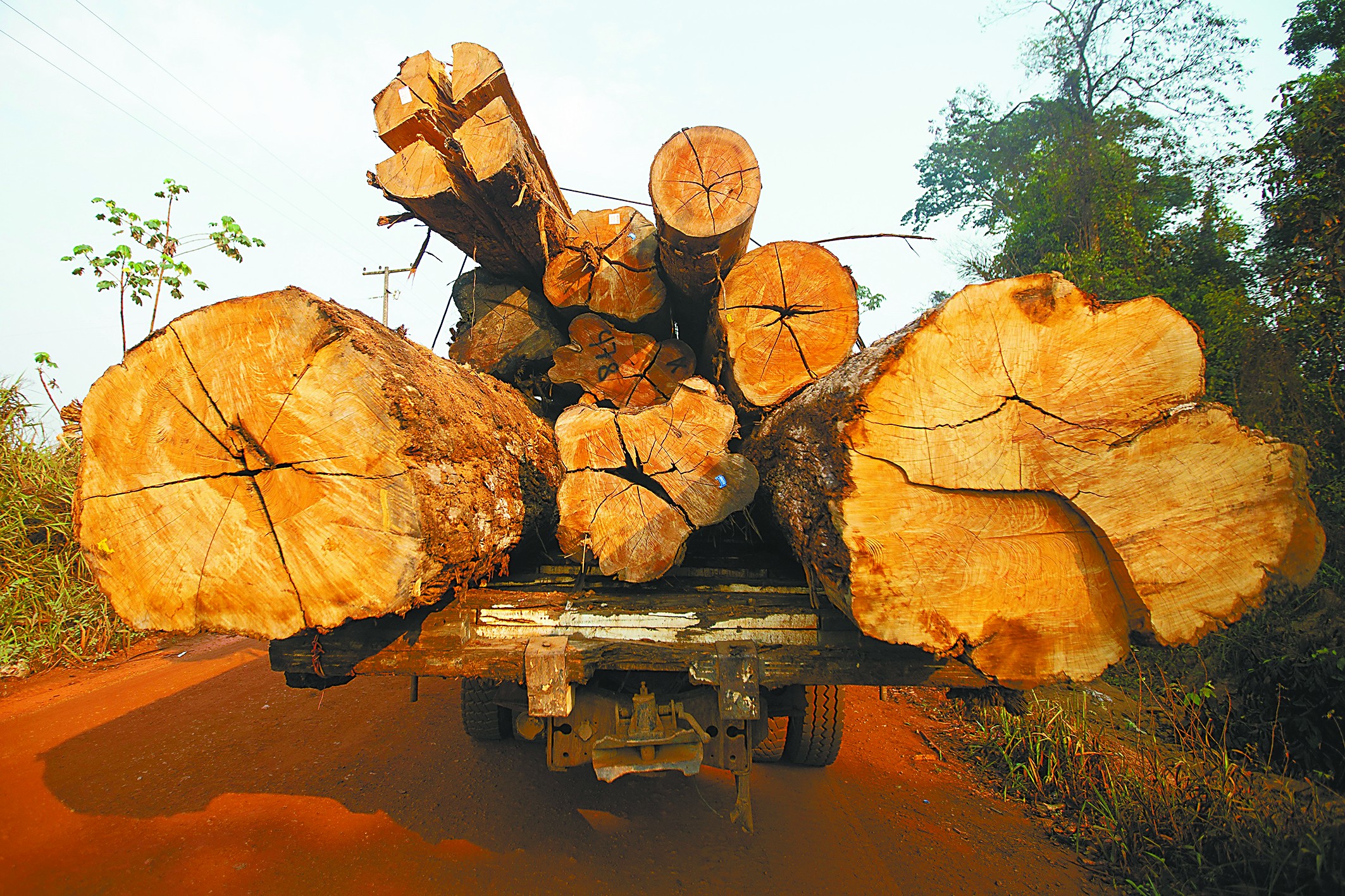 研究发现亚马孙森林正在“长胖”