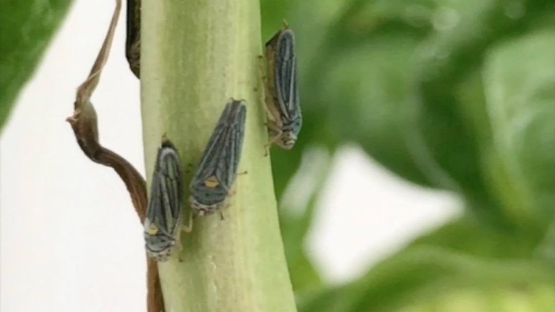 新研究发现气候变暖导致原始山地昆虫骤减