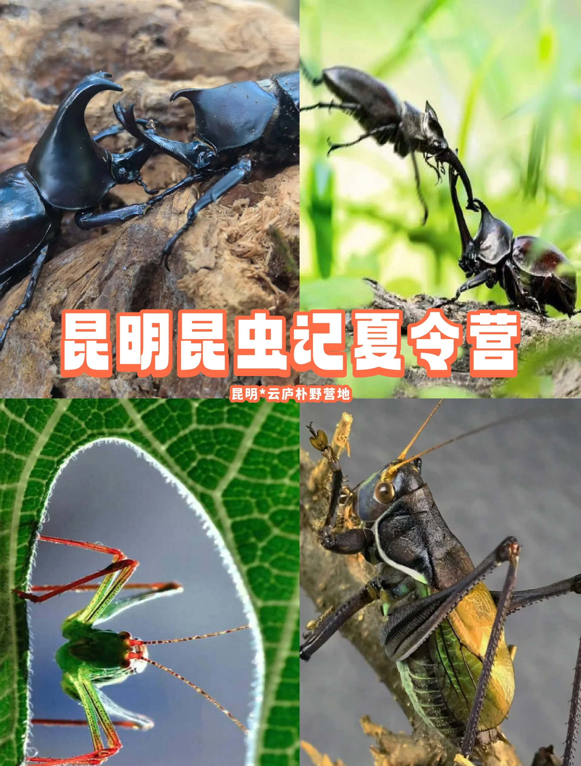 新研究发现气候变暖导致原始山地昆虫骤减