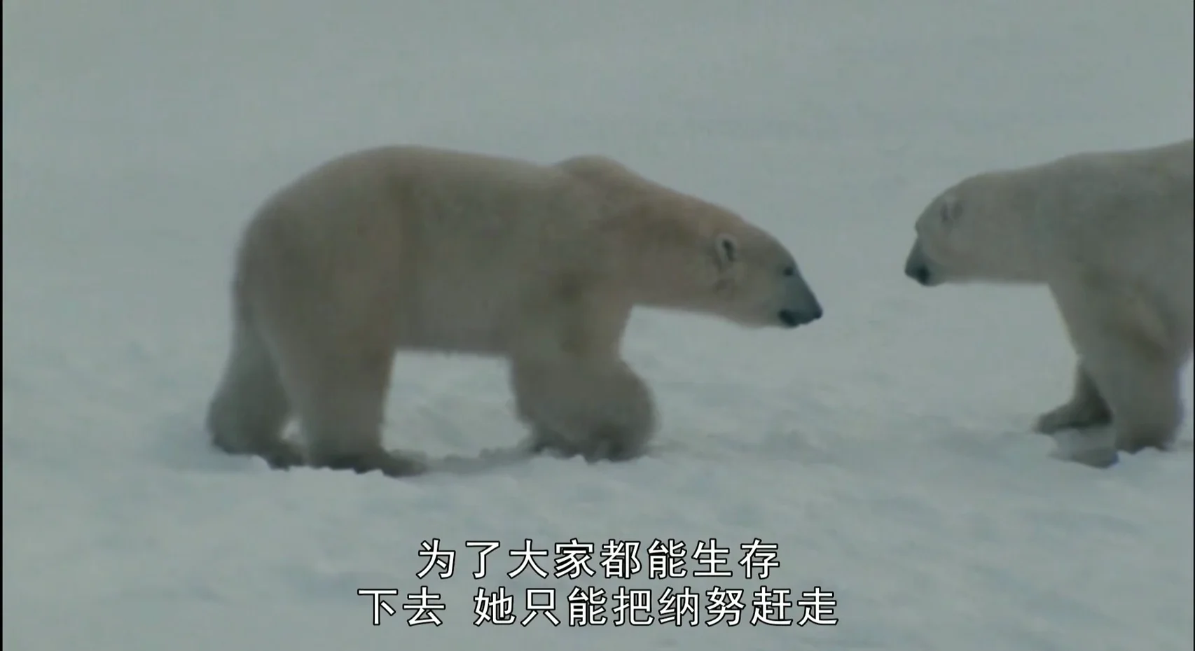 “北极科考的变化令人惊叹”——科考队员谈我国北极科考之变